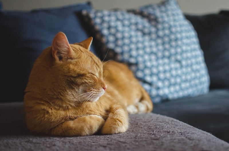 DIY Cat Project
